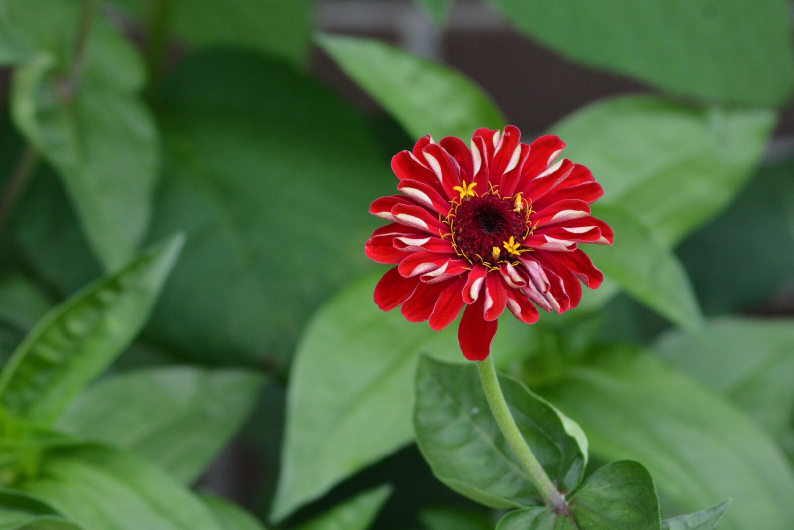 Nikon D7100 sample photo. Nature, park, summer photography