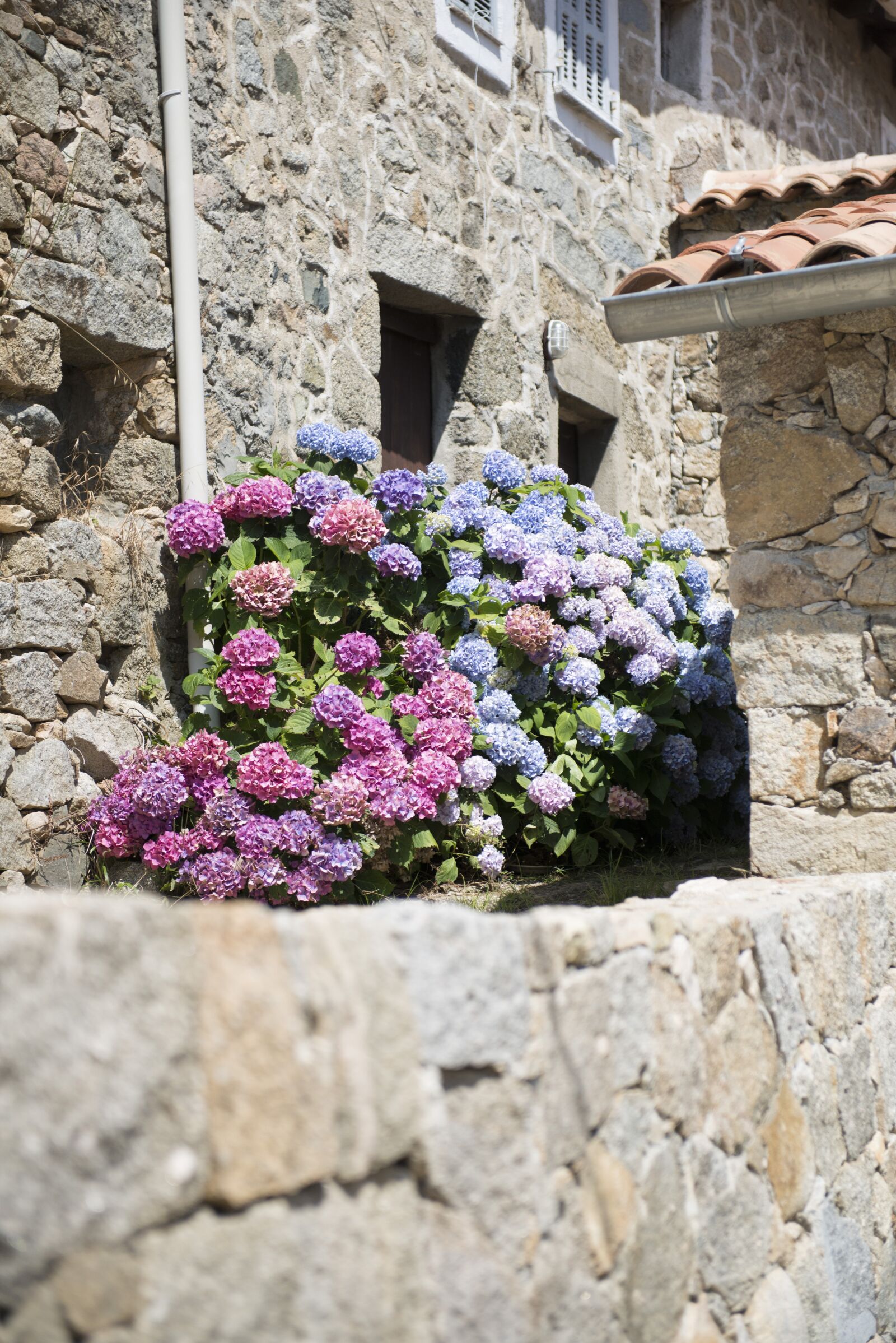 Nikon D800 sample photo. Hydrangeas, village, corsican photography