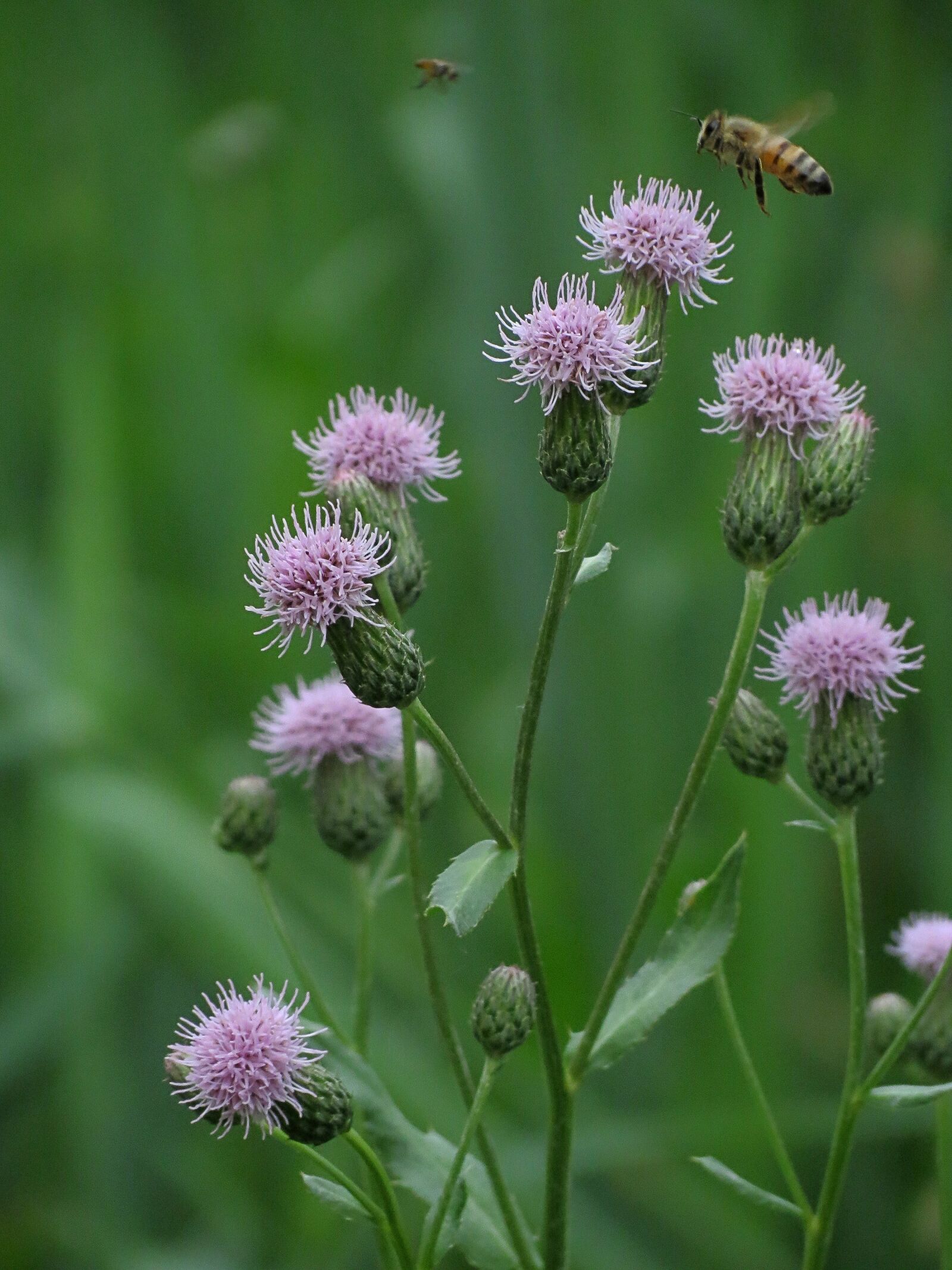 4.3 - 150.5 mm sample photo. Nature, bee, flowers photography