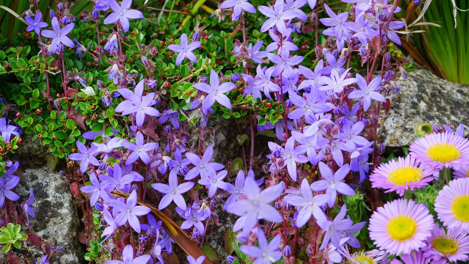 Sony MODEL-NAME sample photo. Blossom, bright, color photography