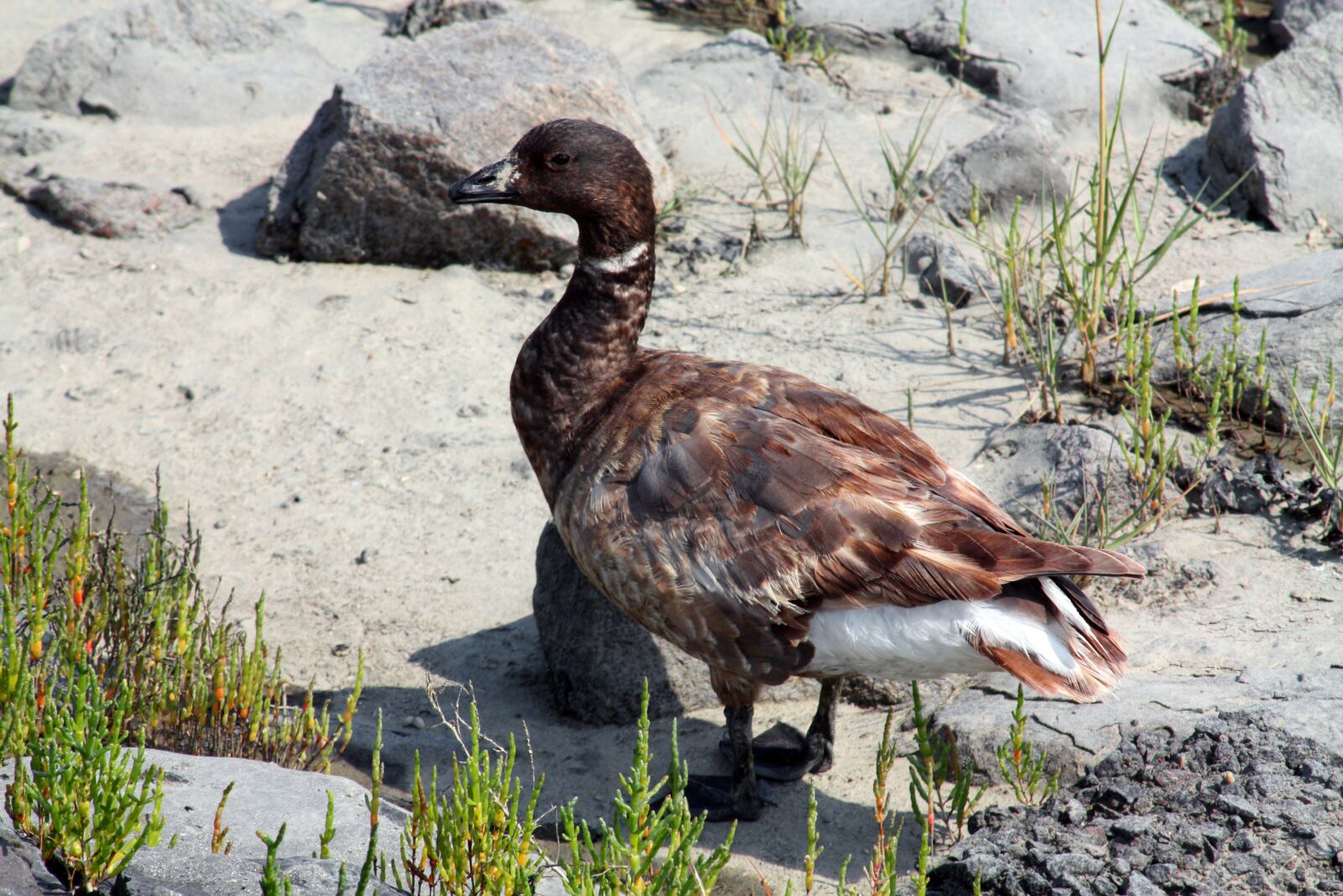 Canon EOS 450D (EOS Rebel XSi / EOS Kiss X2) sample photo. Duck, national park wadden photography