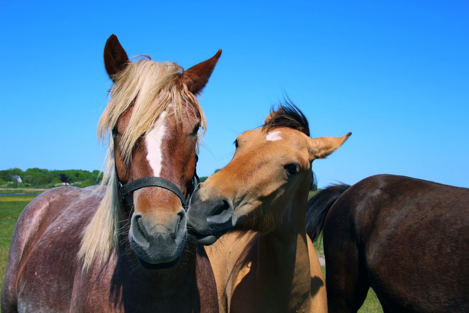 Canon EOS 700D (EOS Rebel T5i / EOS Kiss X7i) sample photo. Horses, nature, landscape photography