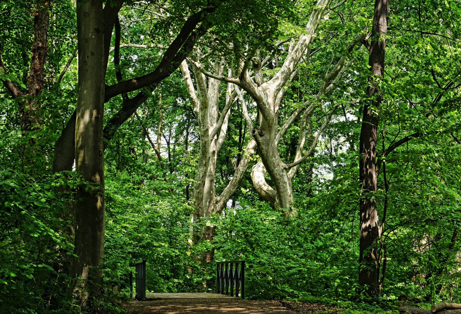 Sony a6000 sample photo. Forest, park, bridge photography