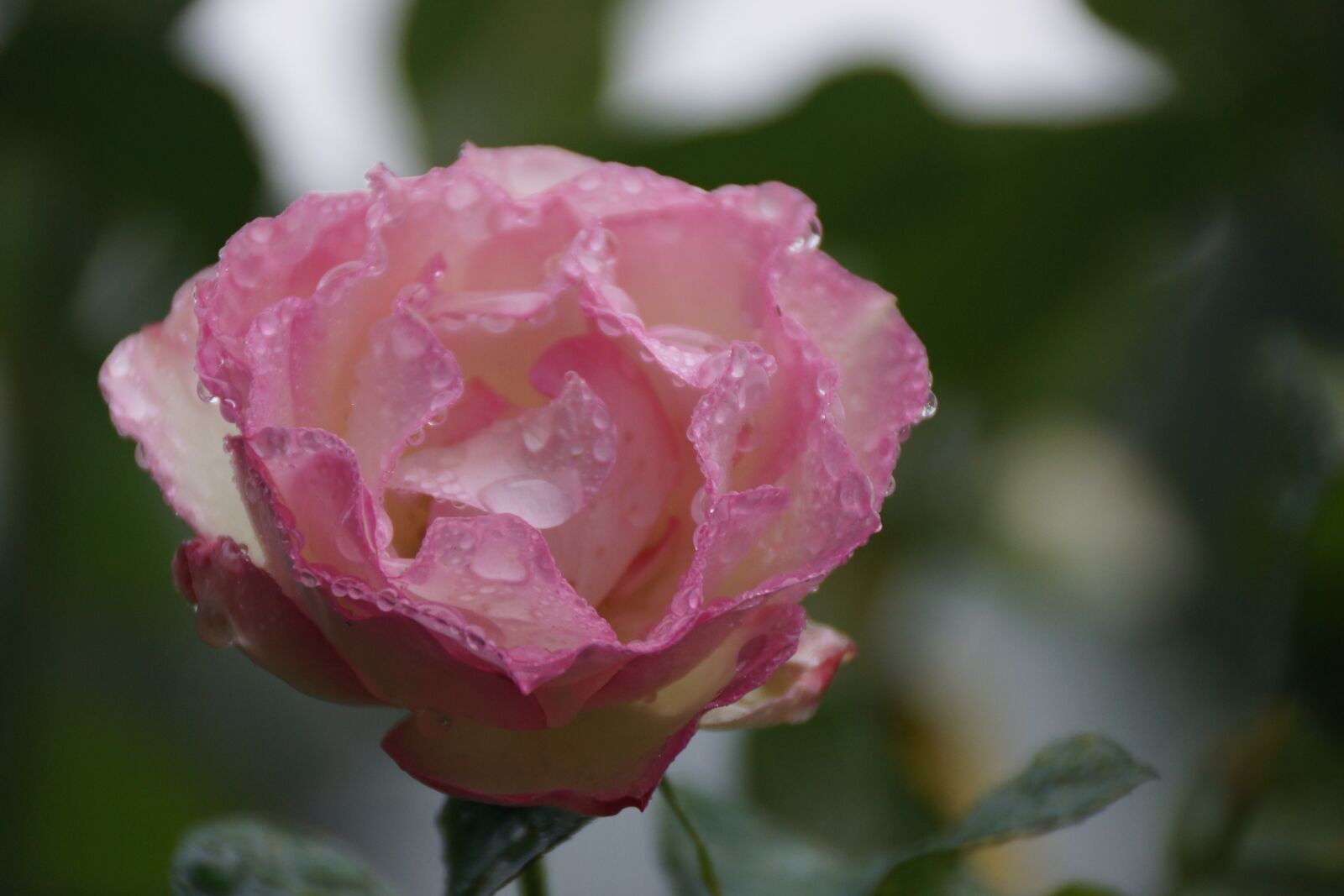 Sony DT 18-250mm F3.5-6.3 sample photo. Pink, rose, petals photography