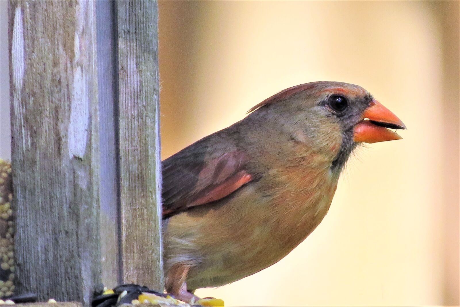 Canon PowerShot SX50 HS sample photo. Bird, colorful, female cardinal photography