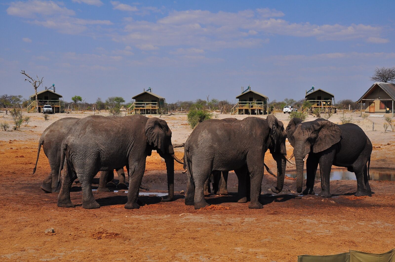 Nikon D90 sample photo. Elephant, mammal, travel photography