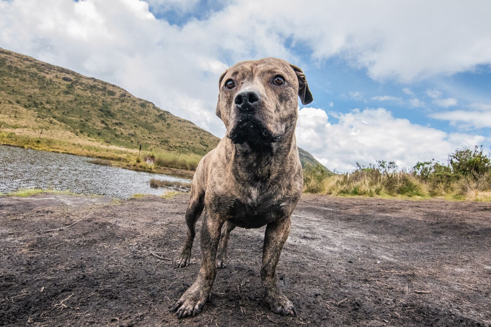 Nikon D5600 sample photo. Kill round, paramo, lake photography