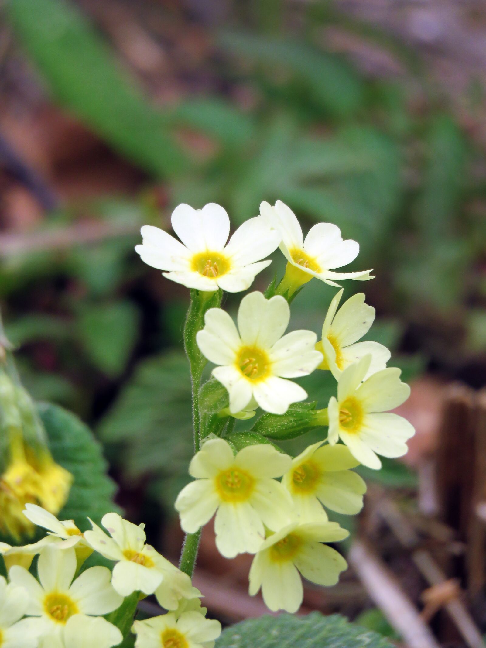 Canon PowerShot SX60 HS sample photo. Flower, macro, forest photography