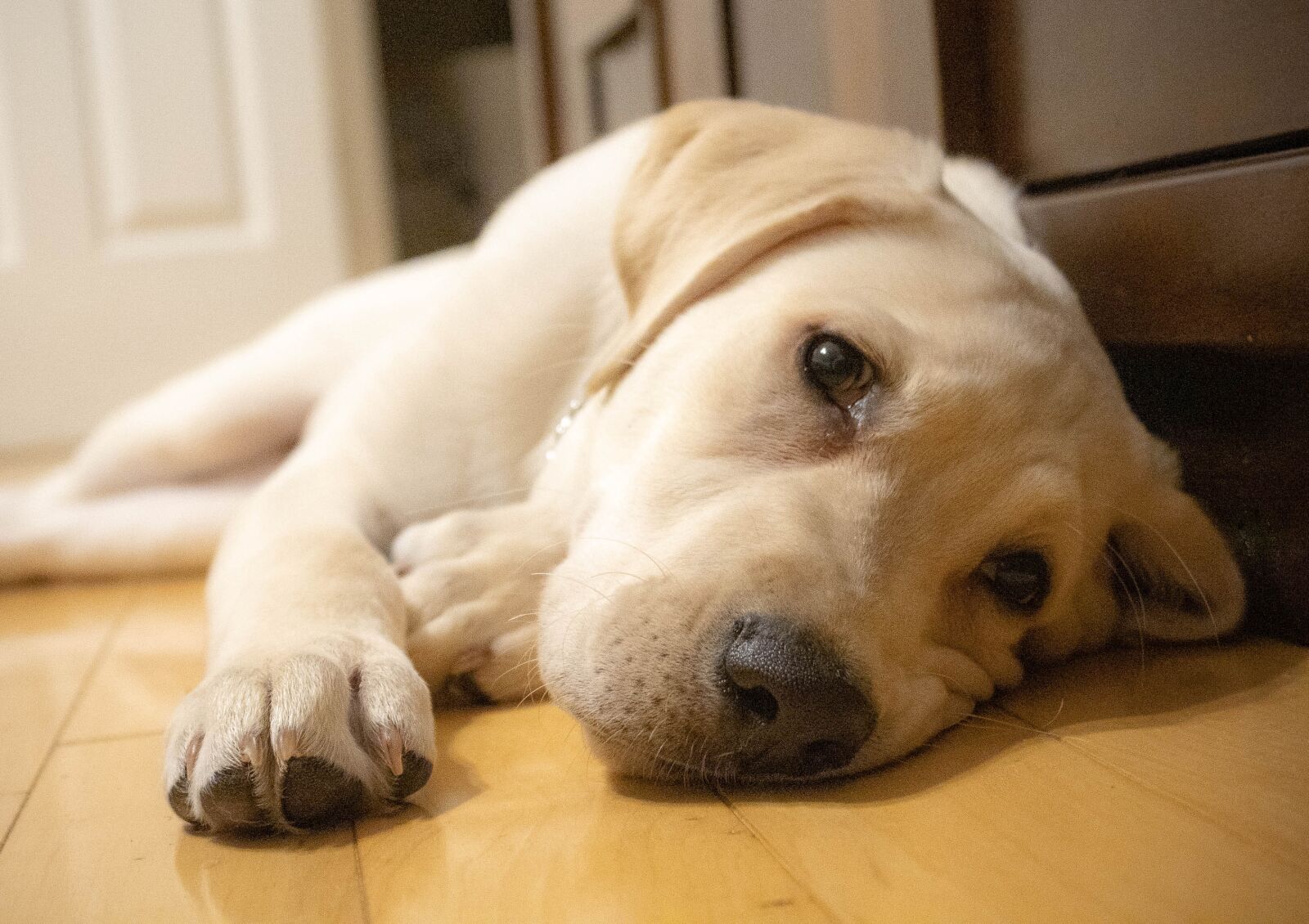 Canon EOS 1300D (EOS Rebel T6 / EOS Kiss X80) sample photo. Yellow labrador retriever, dog photography