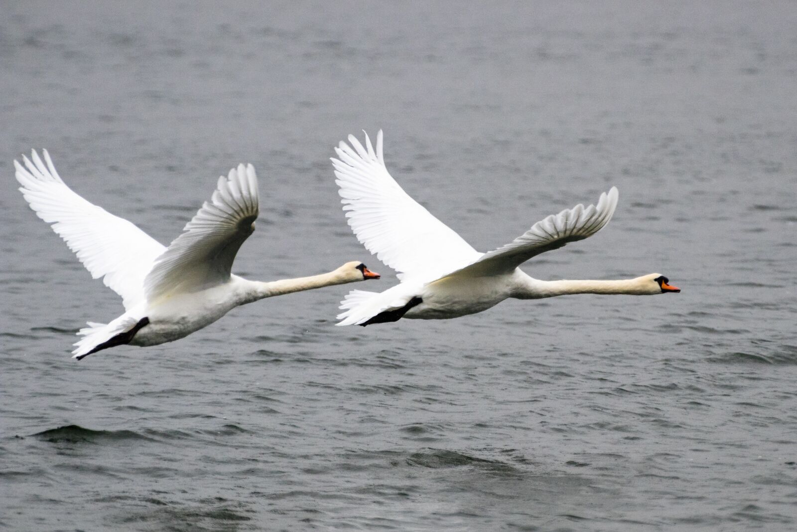 Canon EOS 80D sample photo. Swan, bird, animal photography