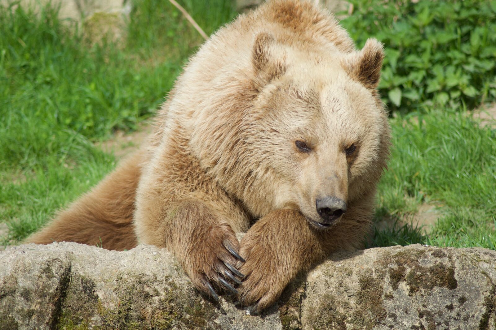 Nikon D3100 sample photo. Nature, animal world, mammal photography