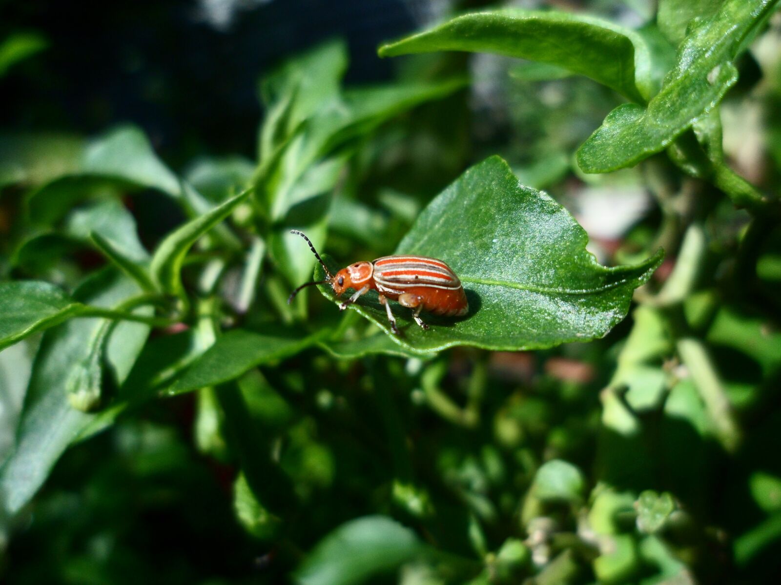 Samsung PL120,PL121 / VLUU PL120,PL121 sample photo. Insect, ladybug, macro photography