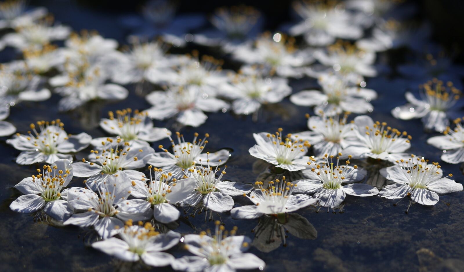 Canon EF-S 60mm F2.8 Macro USM sample photo. Flowers, white, water photography