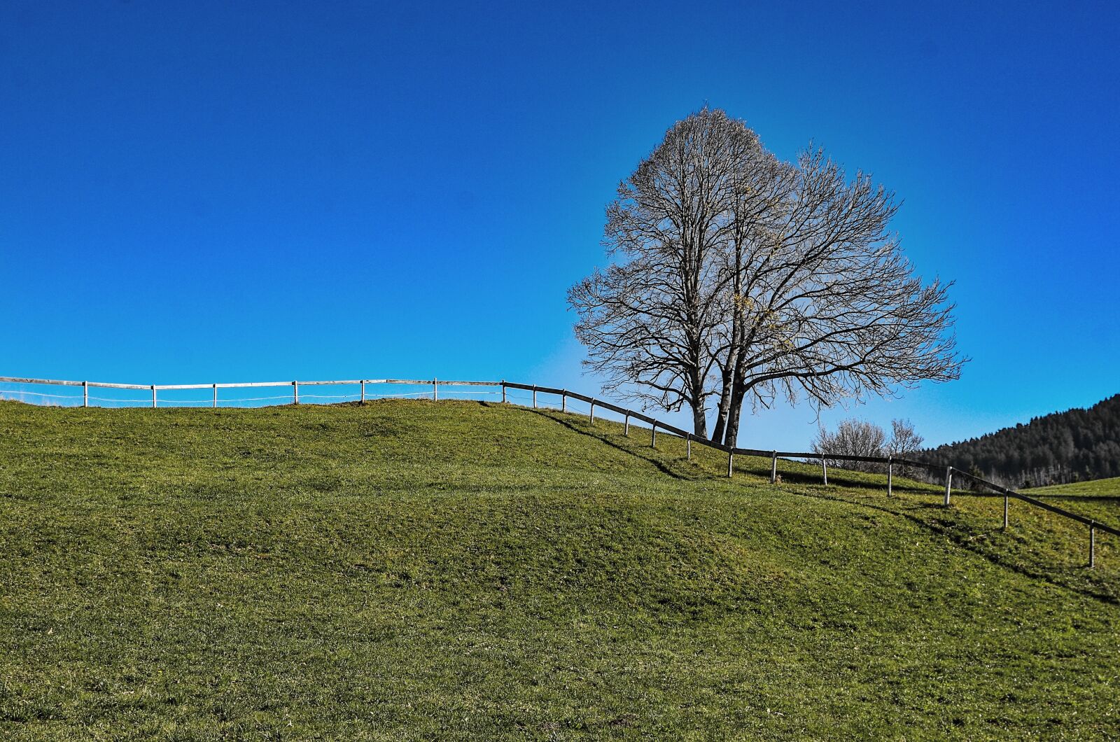 Nikon D7000 sample photo. Landscape, tree, sky photography