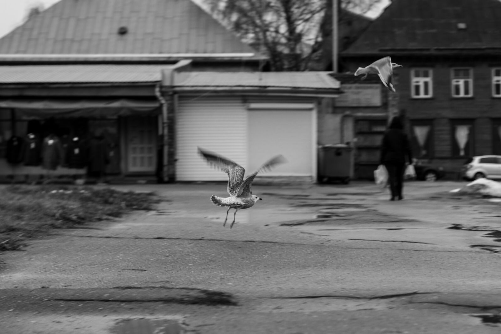 Canon EOS 77D (EOS 9000D / EOS 770D) sample photo. Gull, seagull, bird photography