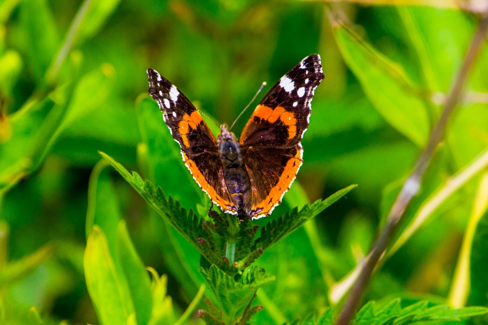 Canon EF 100-400mm F4.5-5.6L IS USM sample photo. Nature, butterflies, insect photography