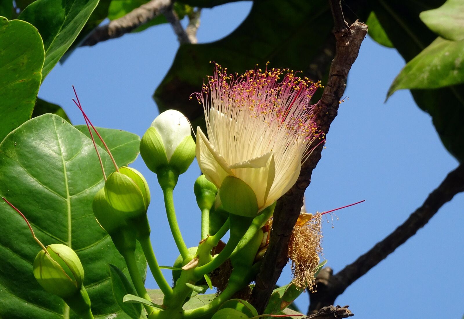 Sony Cyber-shot DSC-HX90V sample photo. Flower, sea poison tree photography