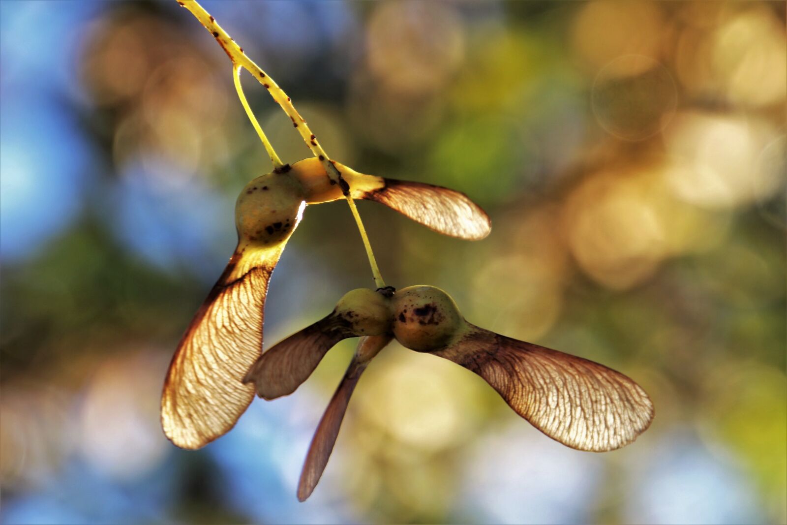 Canon EOS 80D sample photo. Autumn colors, seeds, foliage photography