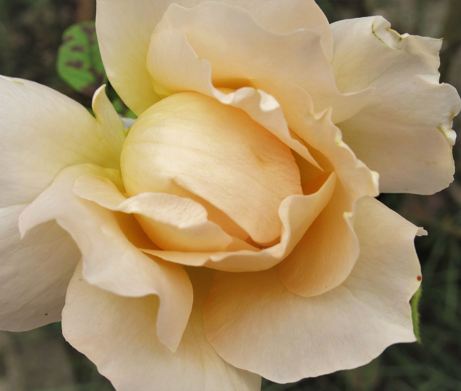 Canon PowerShot SX620 HS sample photo. Flower, rose, autumn photography