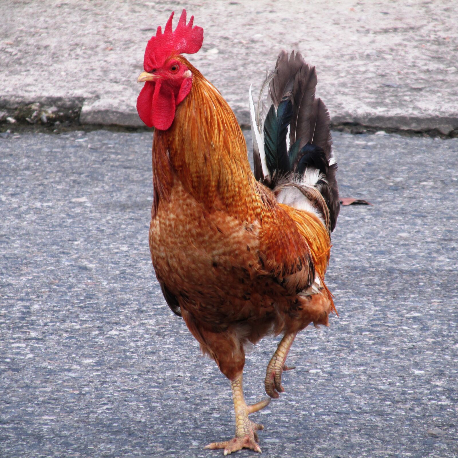 Canon PowerShot SX160 IS sample photo. Ave, gallo, fight photography