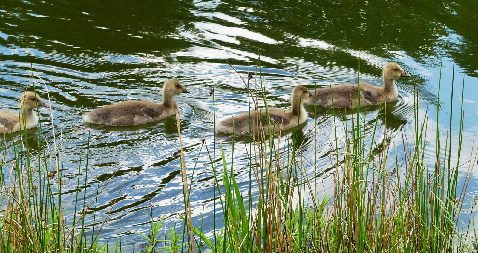 Panasonic Lumix DMC-FZ300 sample photo. Ducks, fluffy, young photography