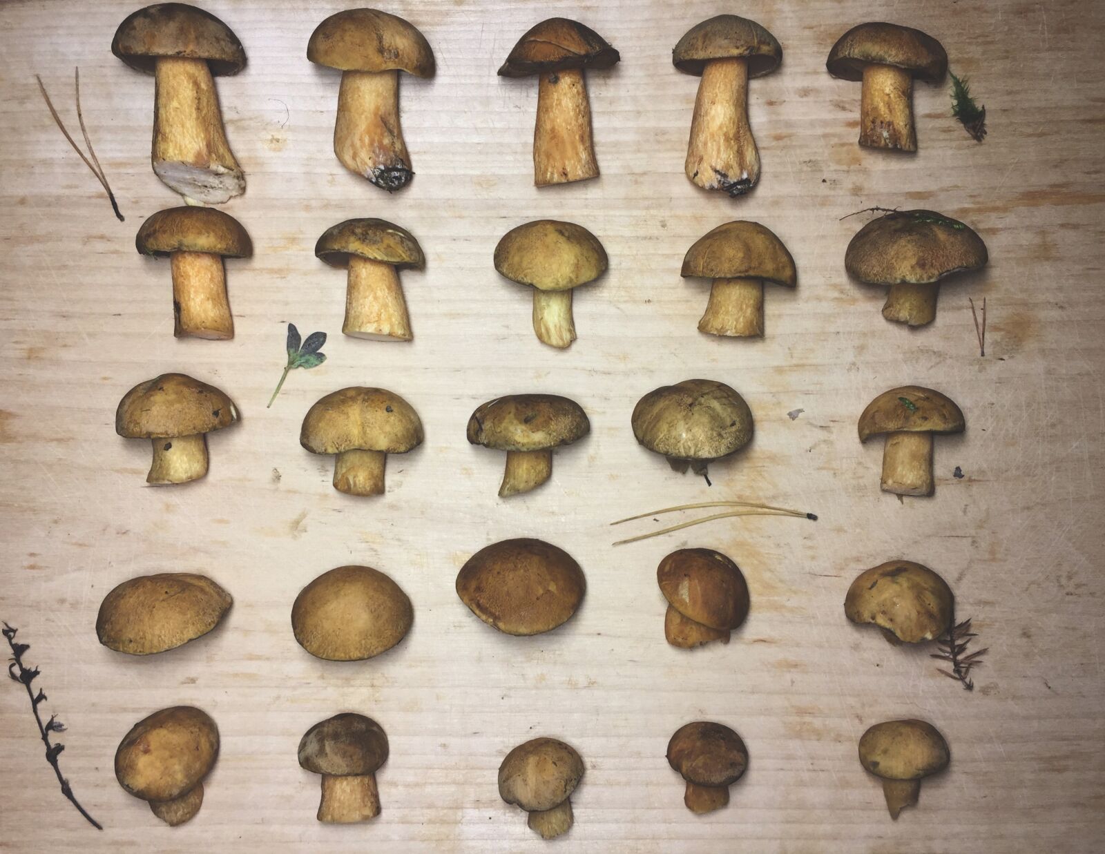 Apple iPhone 6 sample photo. Mushrooms, tree, vintage photography