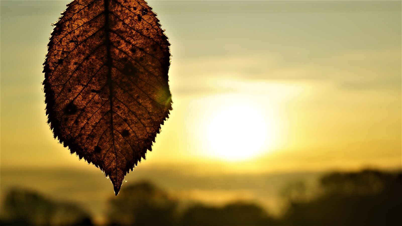 Sony a6000 sample photo. Background, sunrise, autumn photography