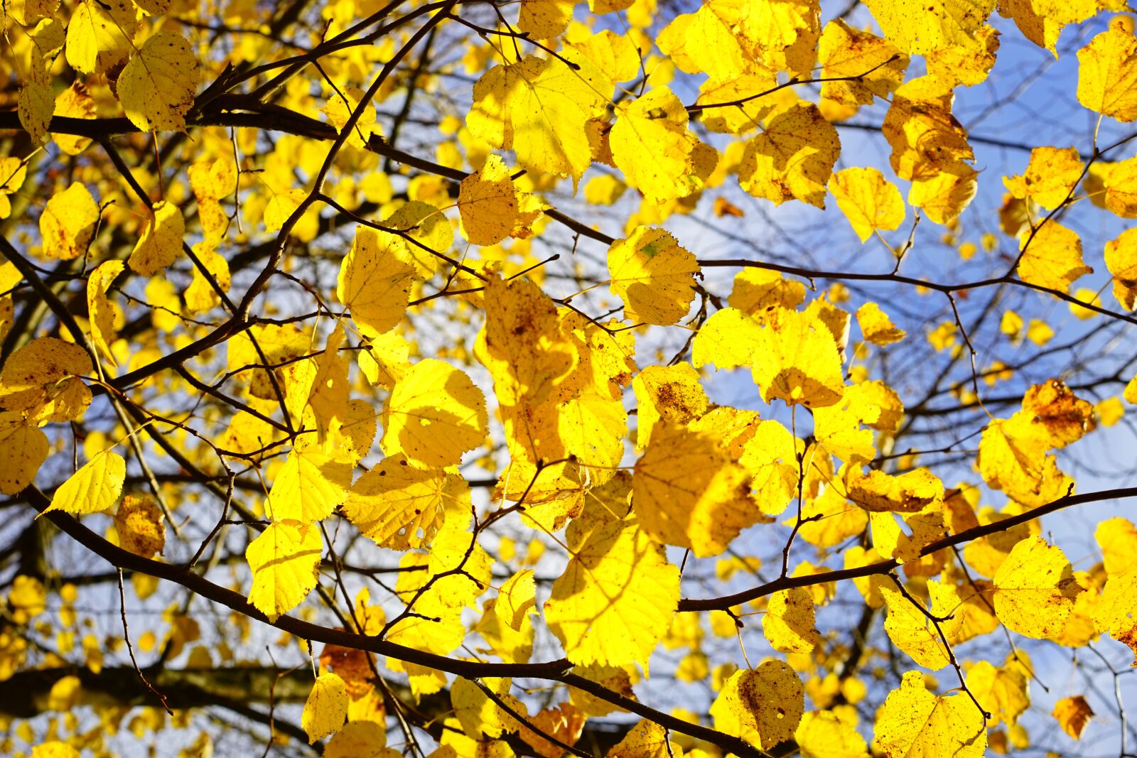 Sony Sonnar T* FE 55mm F1.8 ZA sample photo. Lipovina, autumn, golden october photography