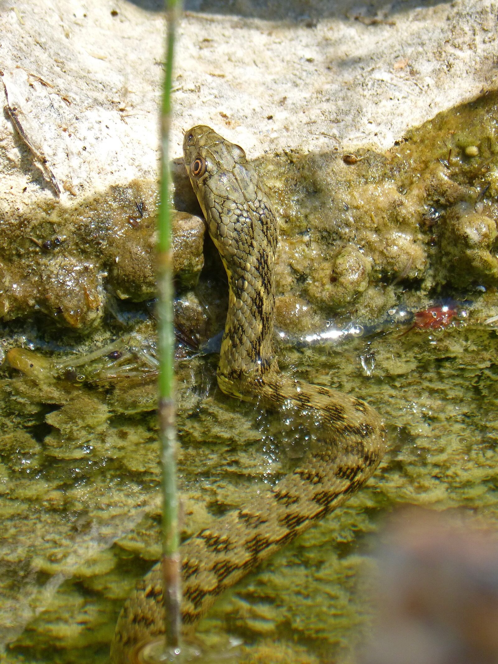 Panasonic DMC-FZ62 sample photo. Water snake, snake, raft photography