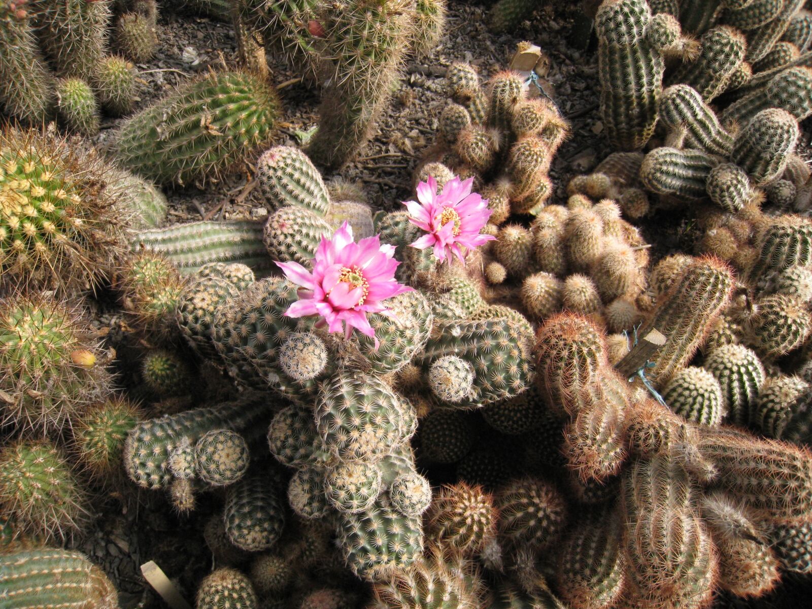 Canon IXY DIGITAL 910 IS sample photo. Cactus, flower, thorns photography