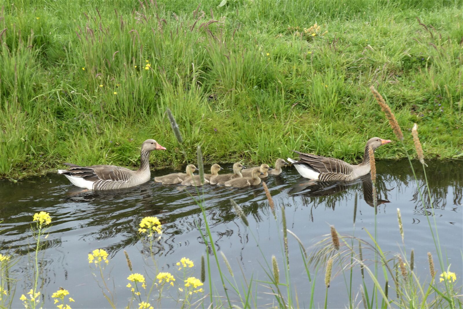Panasonic Lumix DC-ZS70 (Lumix DC-TZ90) sample photo. Geese, chicks, moedergans photography
