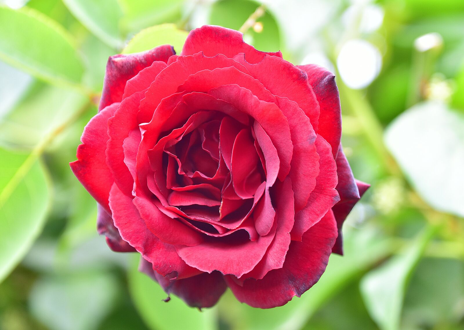 Nikon D7200 sample photo. Leaves, thorns, roses photography