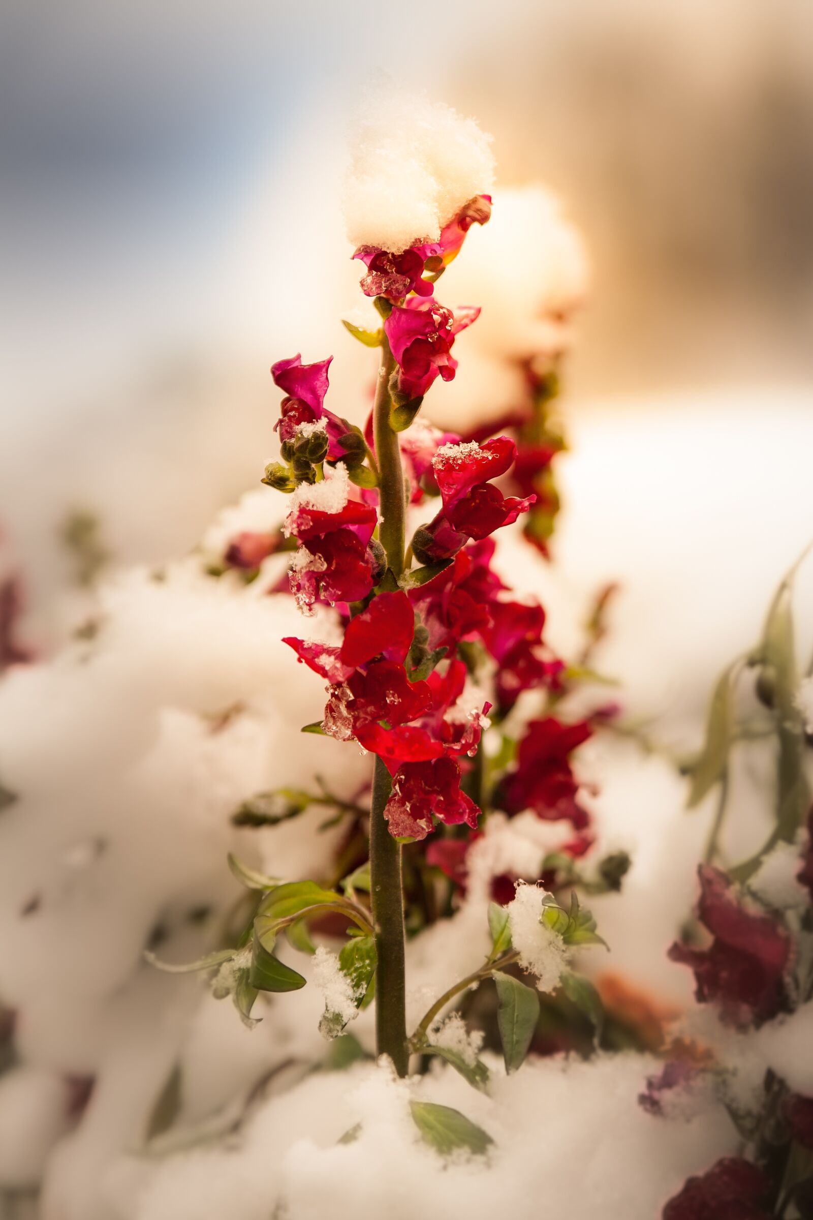 Canon EOS-1Ds Mark II sample photo. Flower, red winter, snow photography