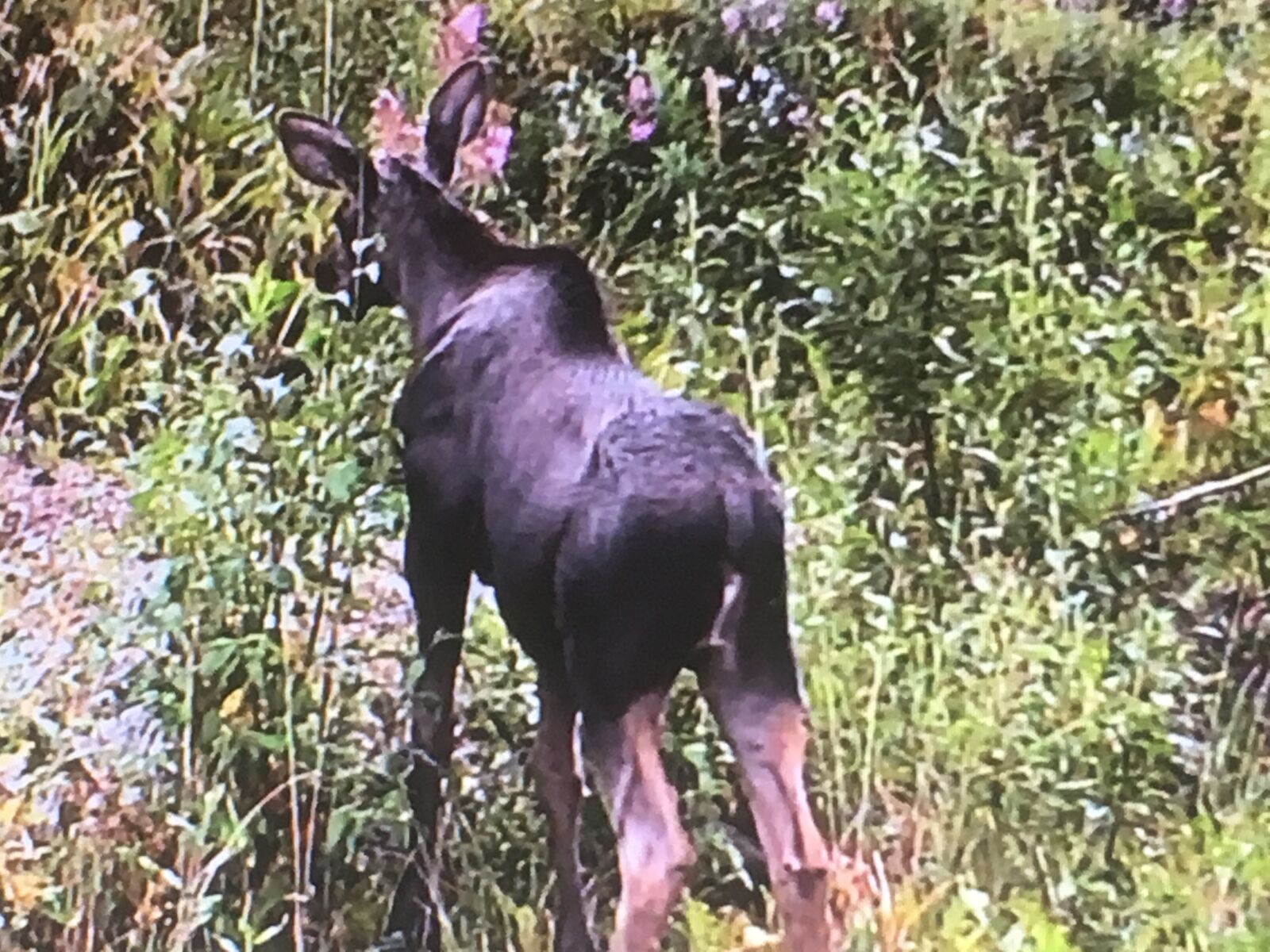 iPhone SE back camera 4.15mm f/2.2 sample photo. Moose, alaska, wildlife photography
