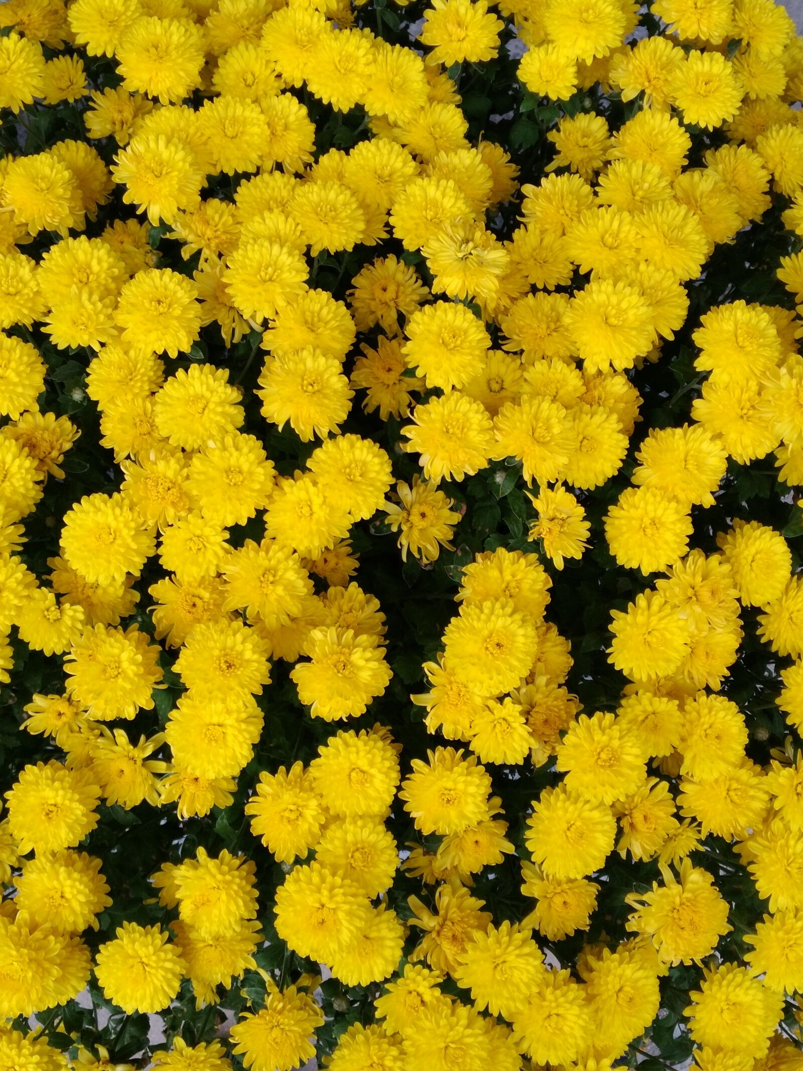 HUAWEI P9 LITE sample photo. Yellow, chrysanthemum, pixar bay photography
