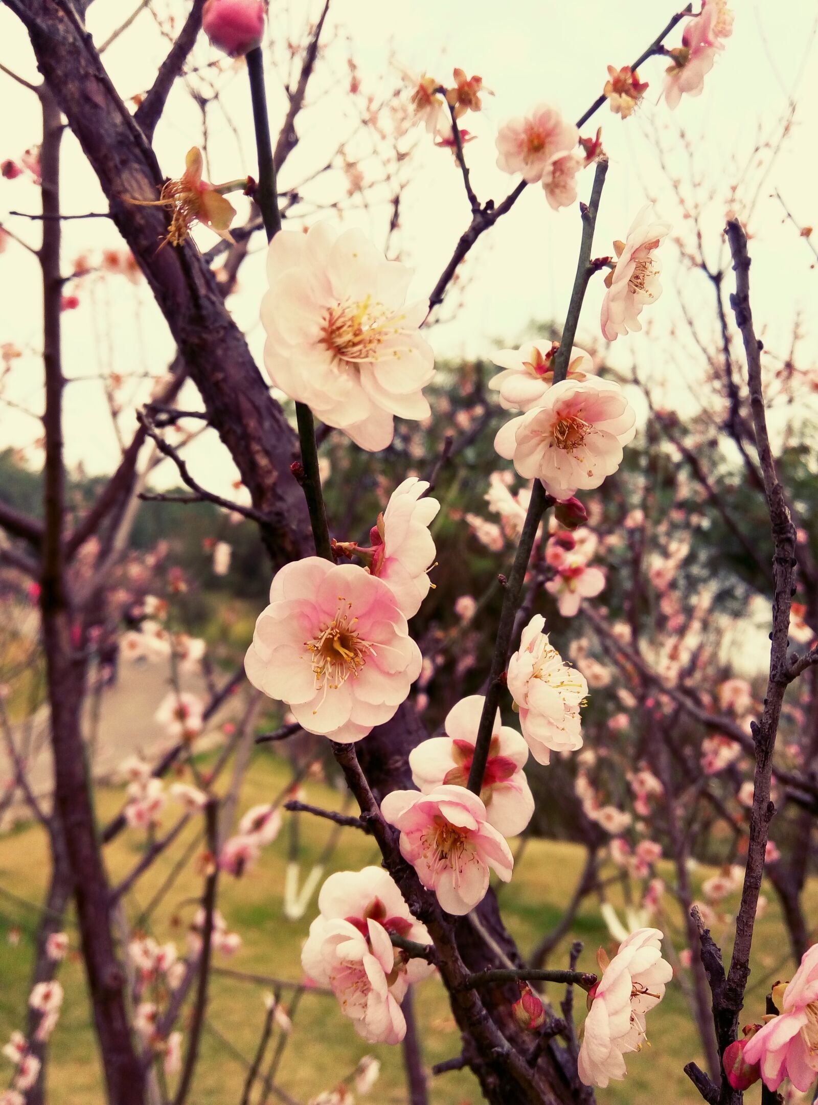 Meizu m1 note sample photo. Plum blossom, plum, flower photography