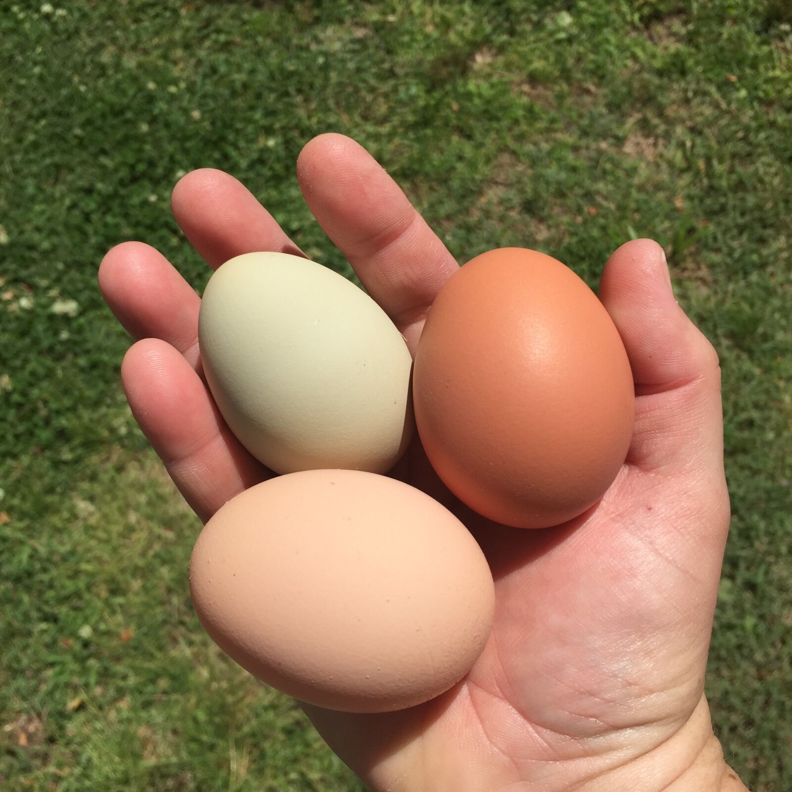 Apple iPhone 6 sample photo. Eggs, chickens, backyard chickens photography