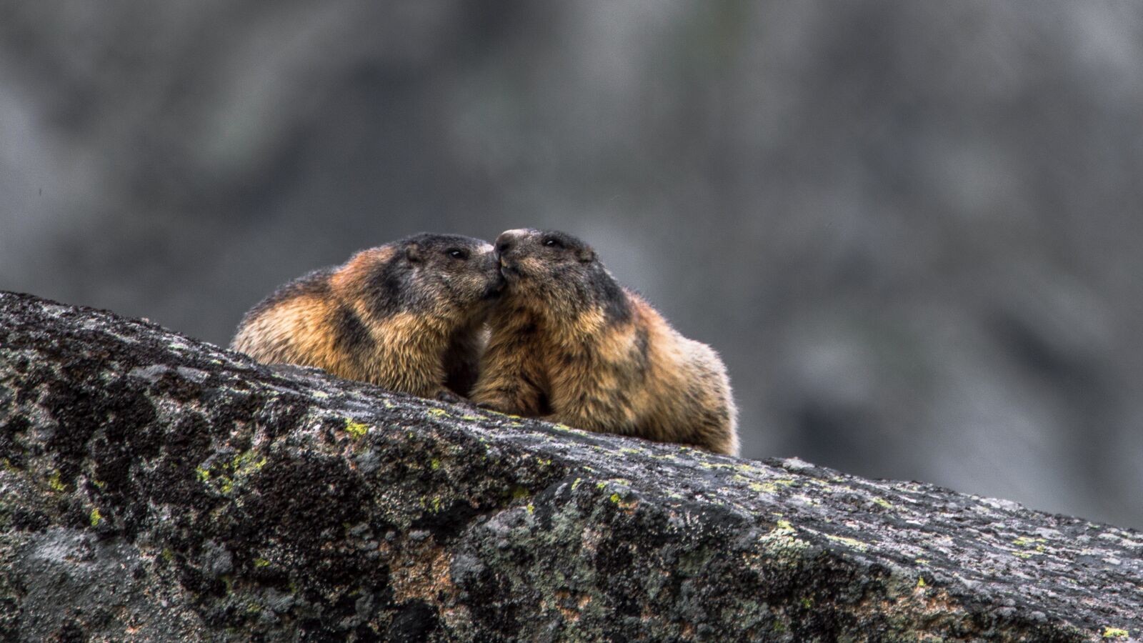 Nikon D3200 sample photo. Alpine marmot, marmota marmota photography