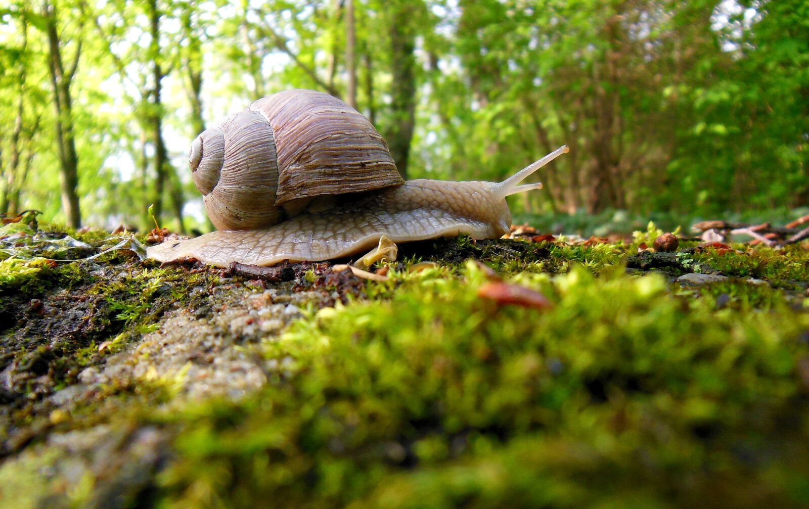 Nikon Coolpix S9300 sample photo. Snail, forest, molluscs photography