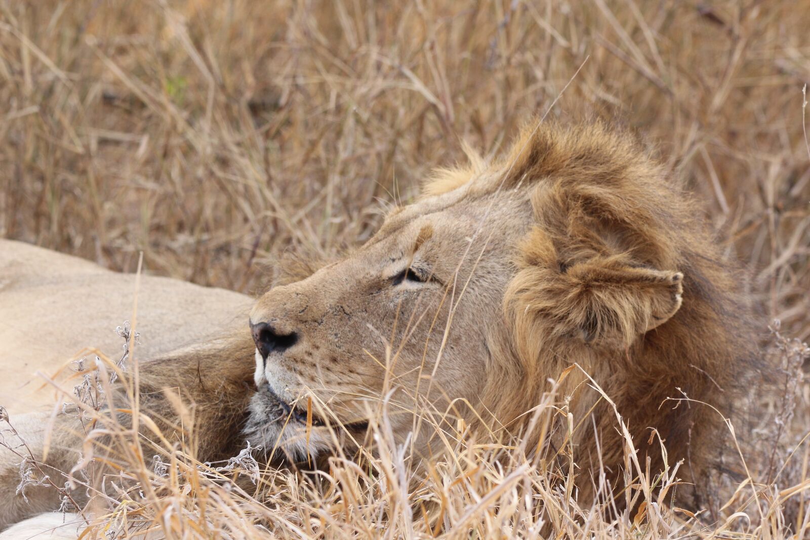 150-600mm F5-6.3 DG OS HSM | Contemporary 015 sample photo. Lion, wild, cat photography