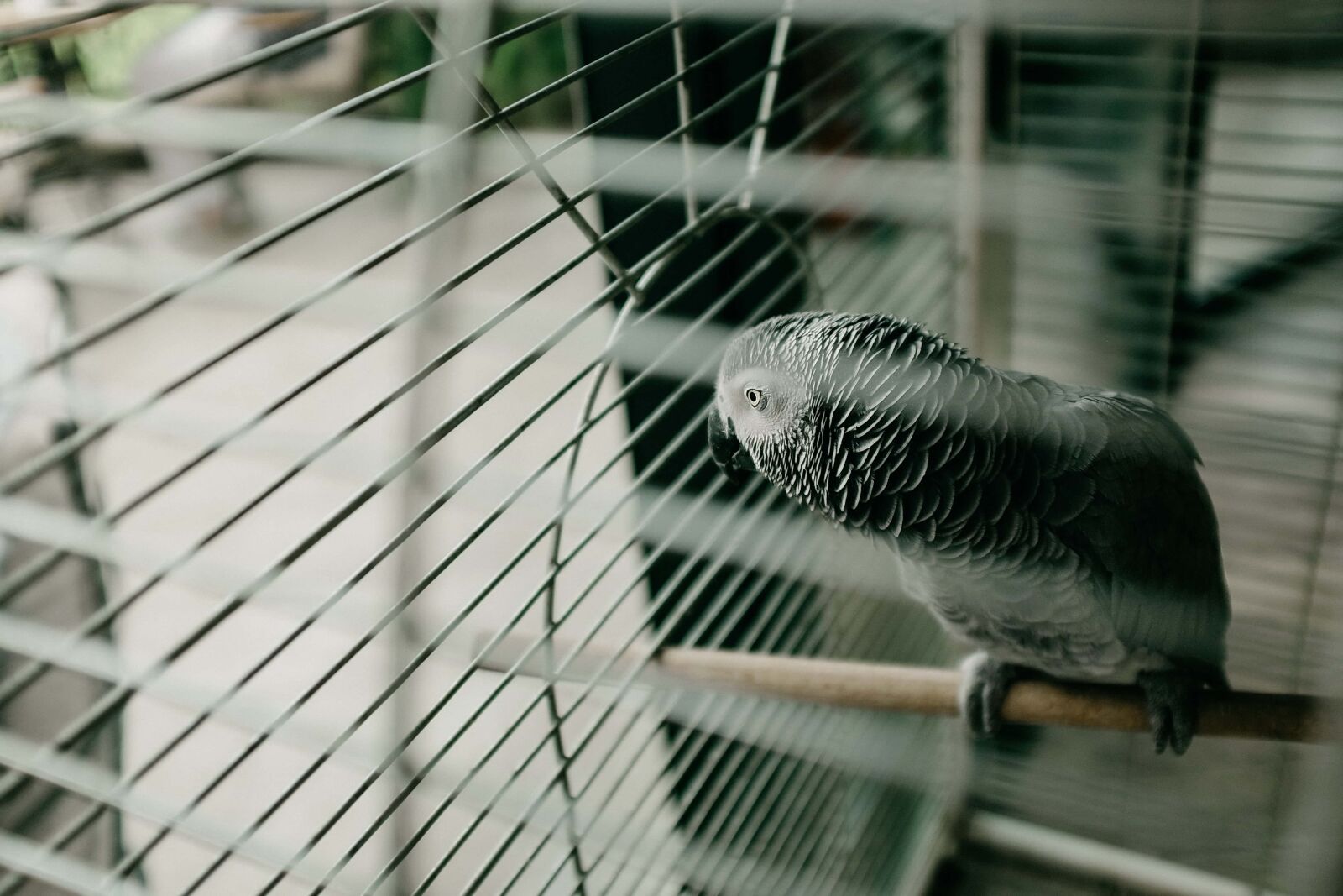 Fujifilm X100T sample photo. Parrot, bird, cage, fence photography