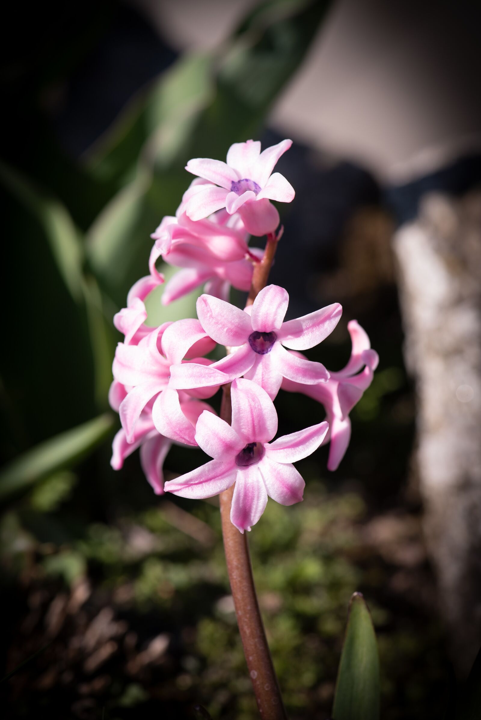 Nikon D750 sample photo. Hyacinth, pink, flower photography