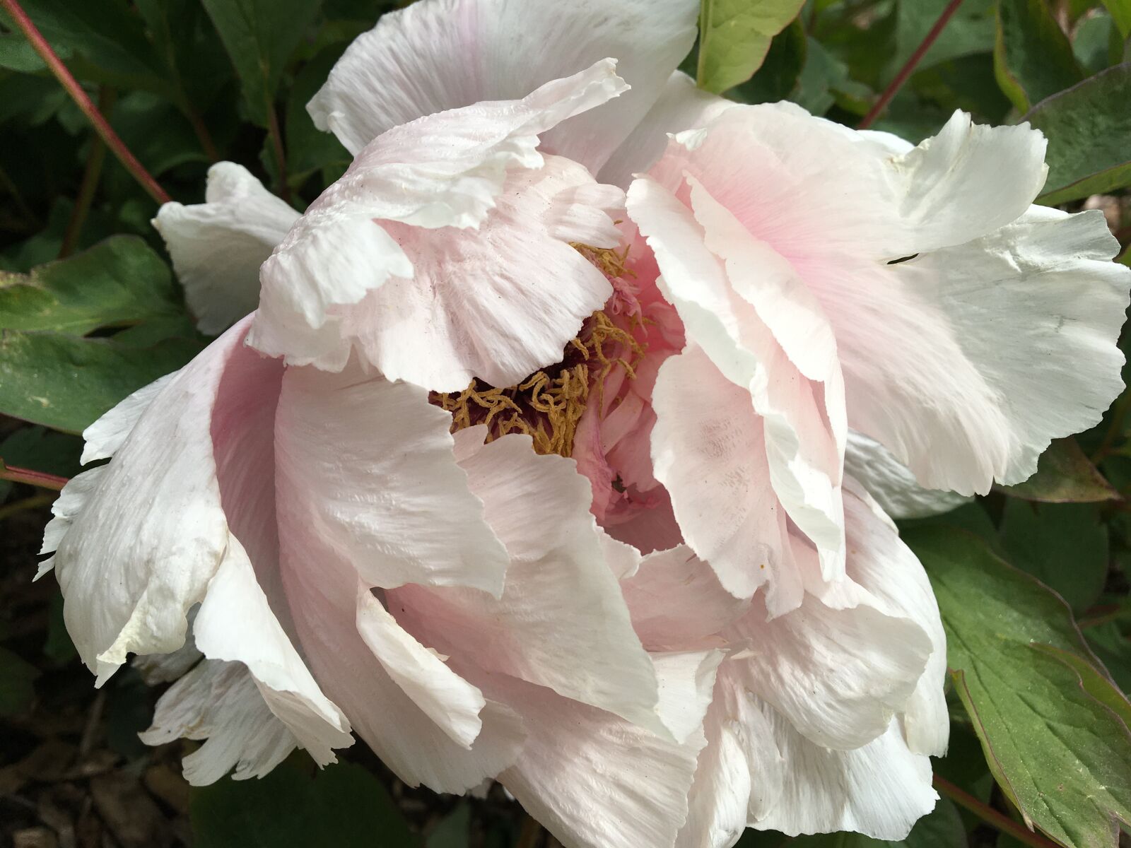 Apple iPhone 6s sample photo. Peony, white, blooming photography