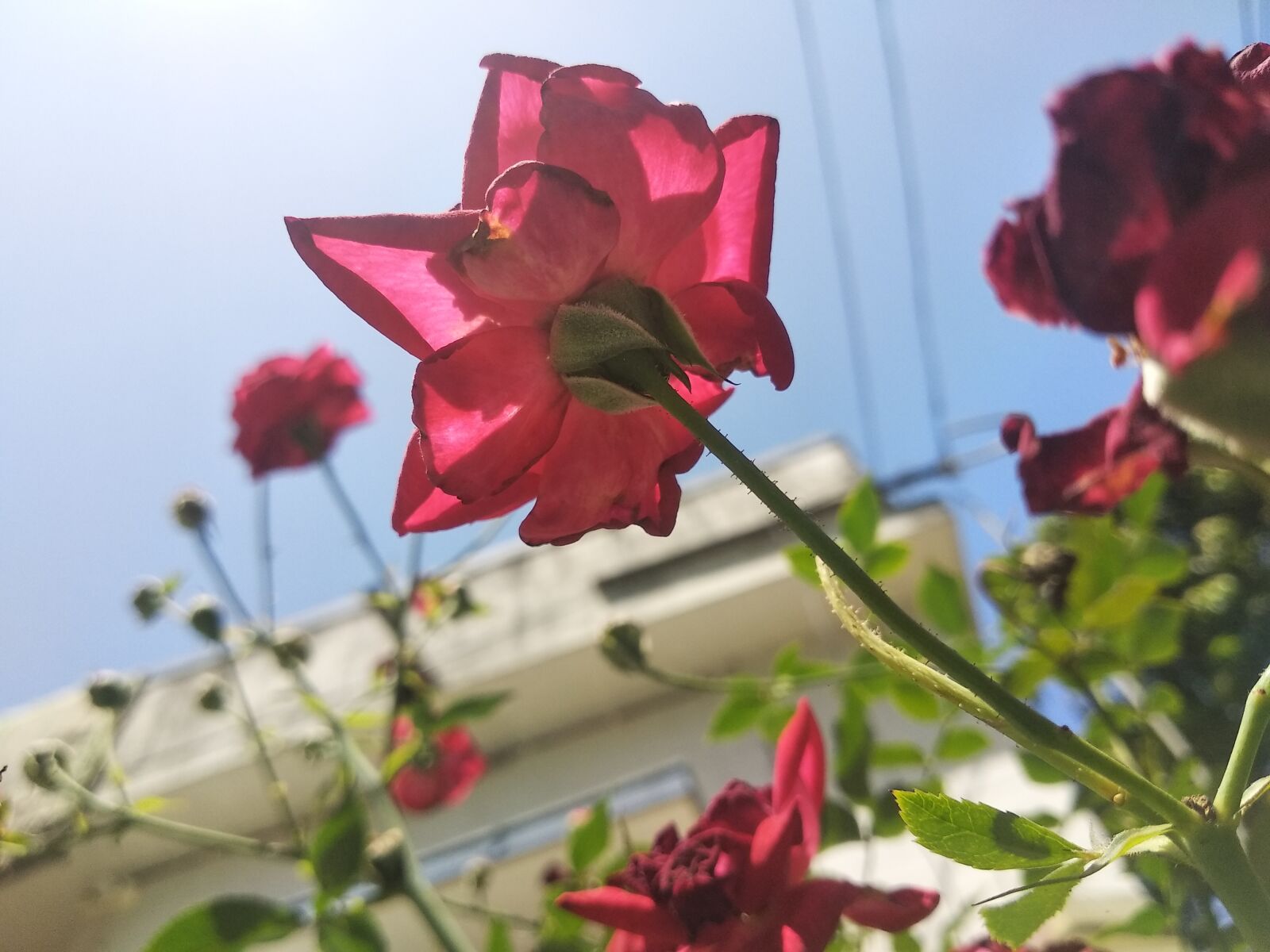 Xiaomi Redmi Note 5 sample photo. Rose, sky, summer photography