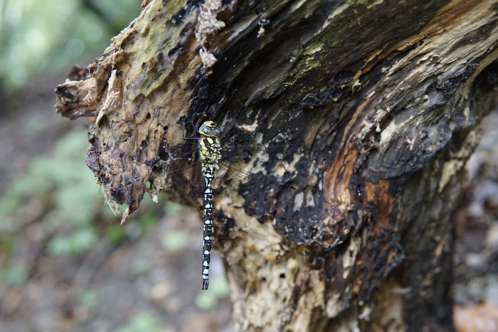 30mm F1.4 DC DN | Contemporary 016 sample photo. Dragonfly, branch, insect photography