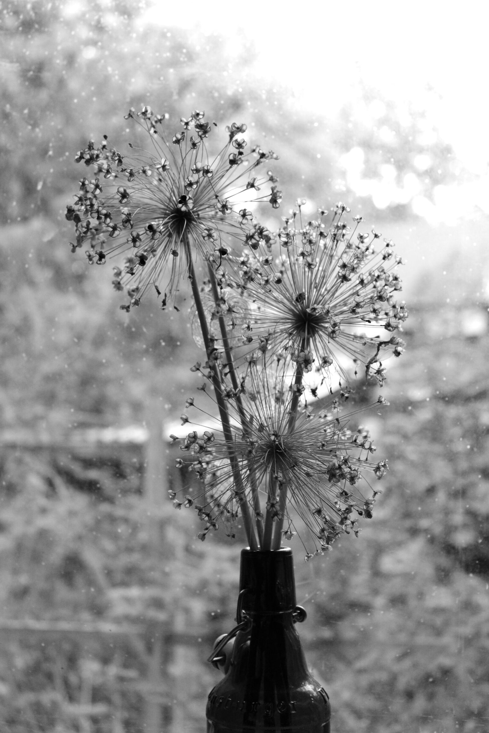 Canon EOS 2000D (EOS Rebel T7 / EOS Kiss X90 / EOS 1500D) sample photo. Dry bouquet, black, white photography