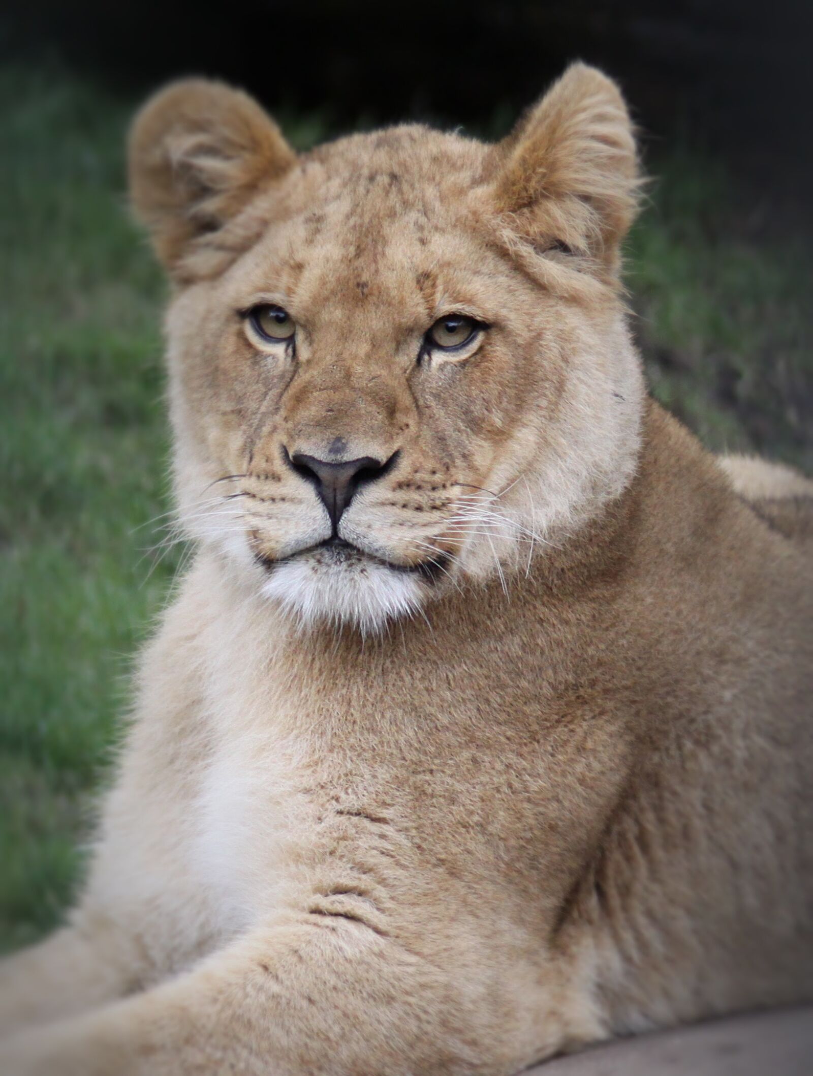Canon EOS 50D sample photo. Cat, mammal, lion photography