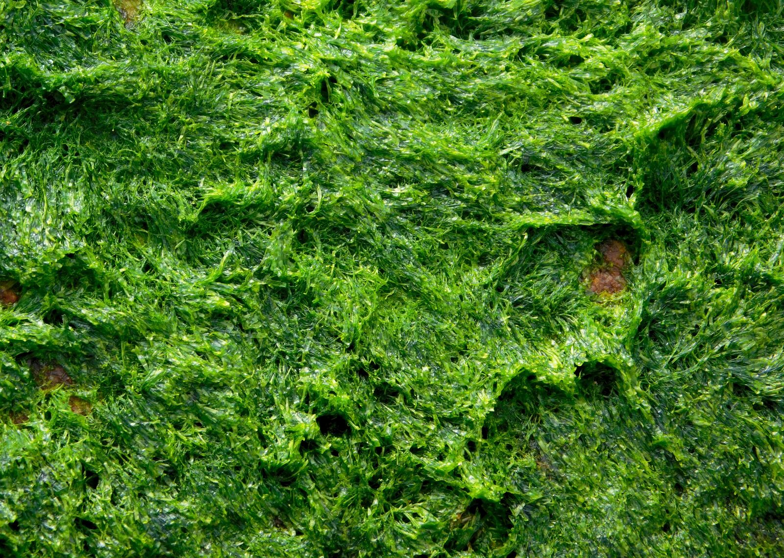 Nikon Coolpix L840 sample photo. Alga, algae, seaweed photography