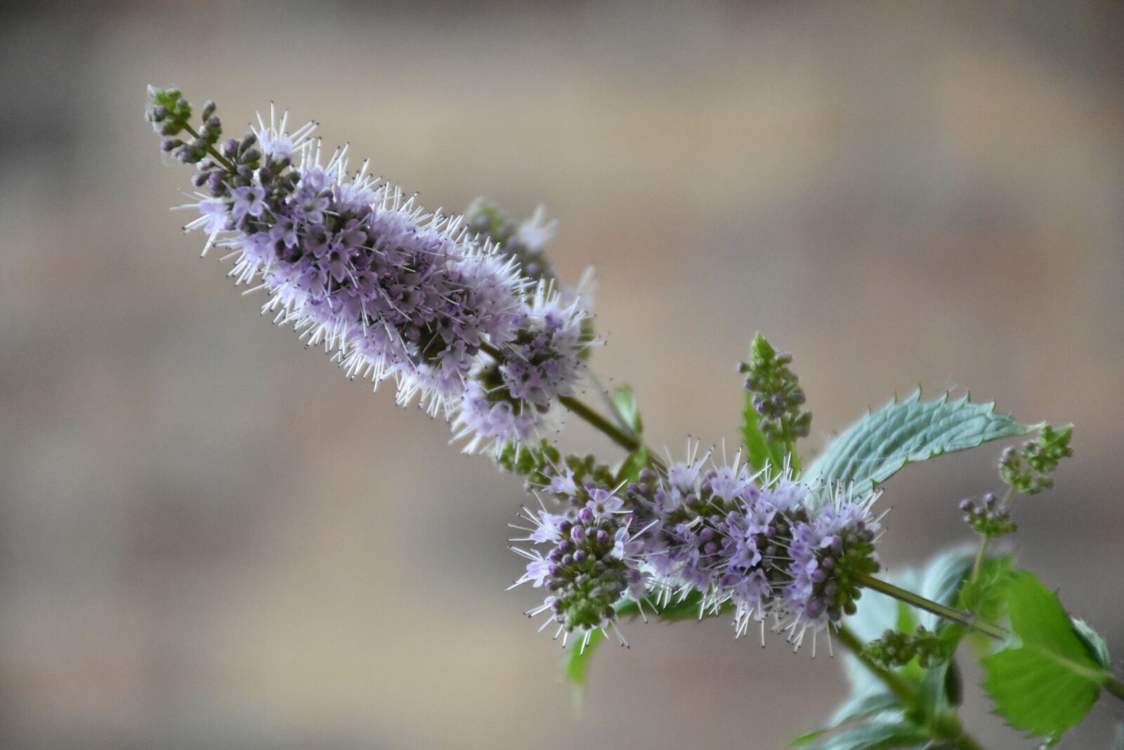 Nikon D7200 sample photo. Mint, mentha, flower photography