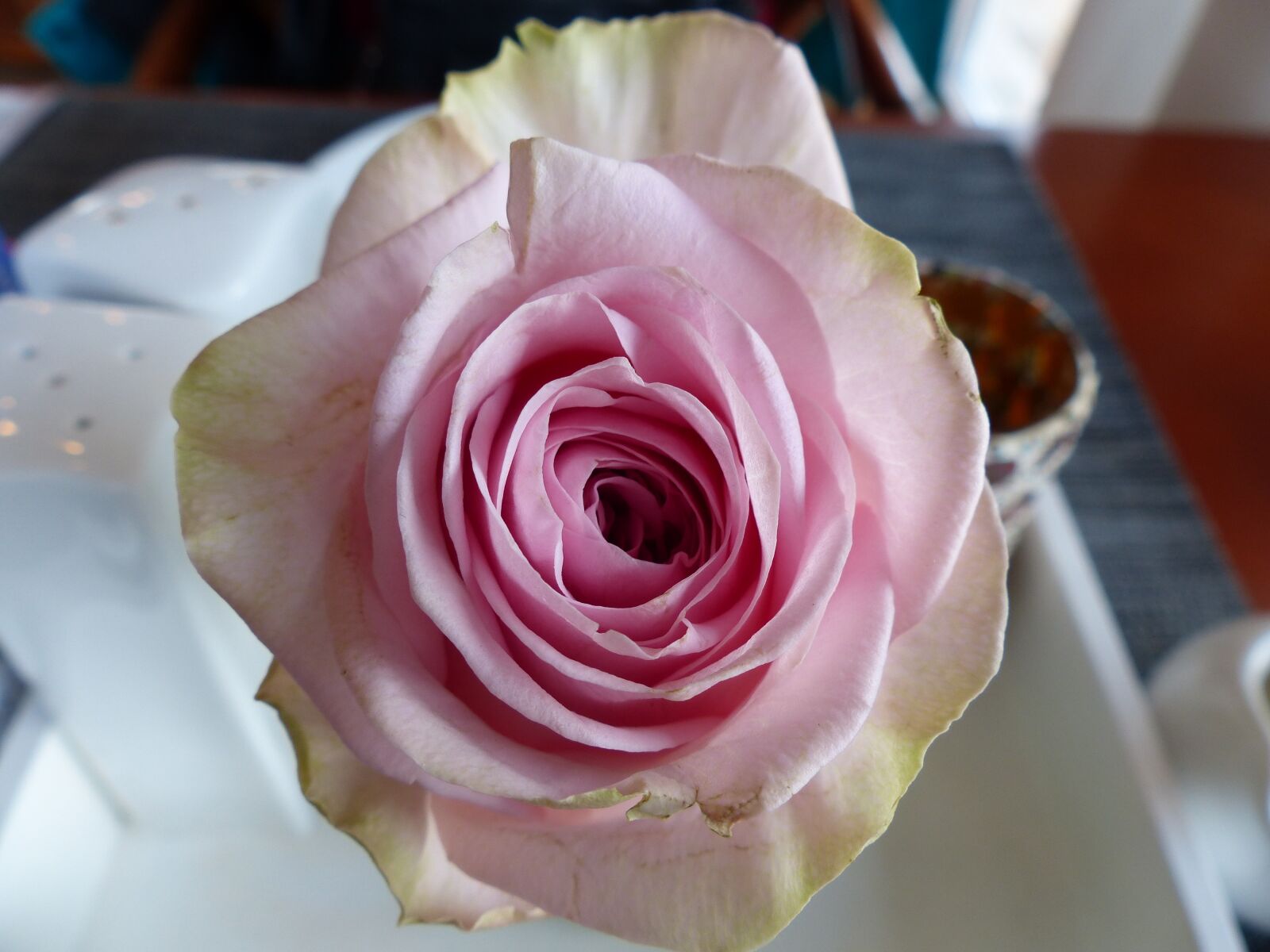Panasonic Lumix DMC-FZ200 sample photo. Rose, salmon and white photography